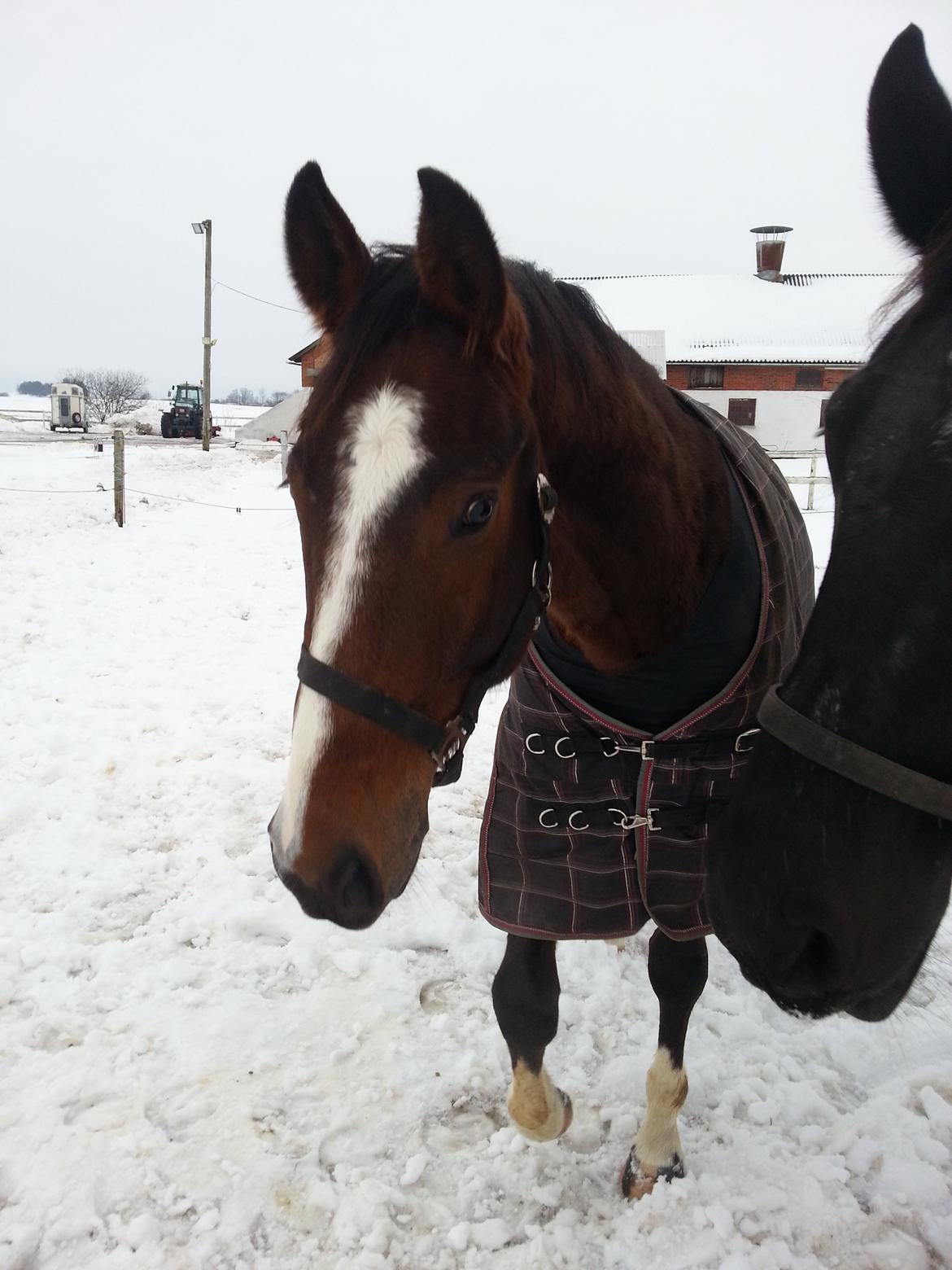 Dansk Varmblod Equisanas Jolly Jumper billede 7