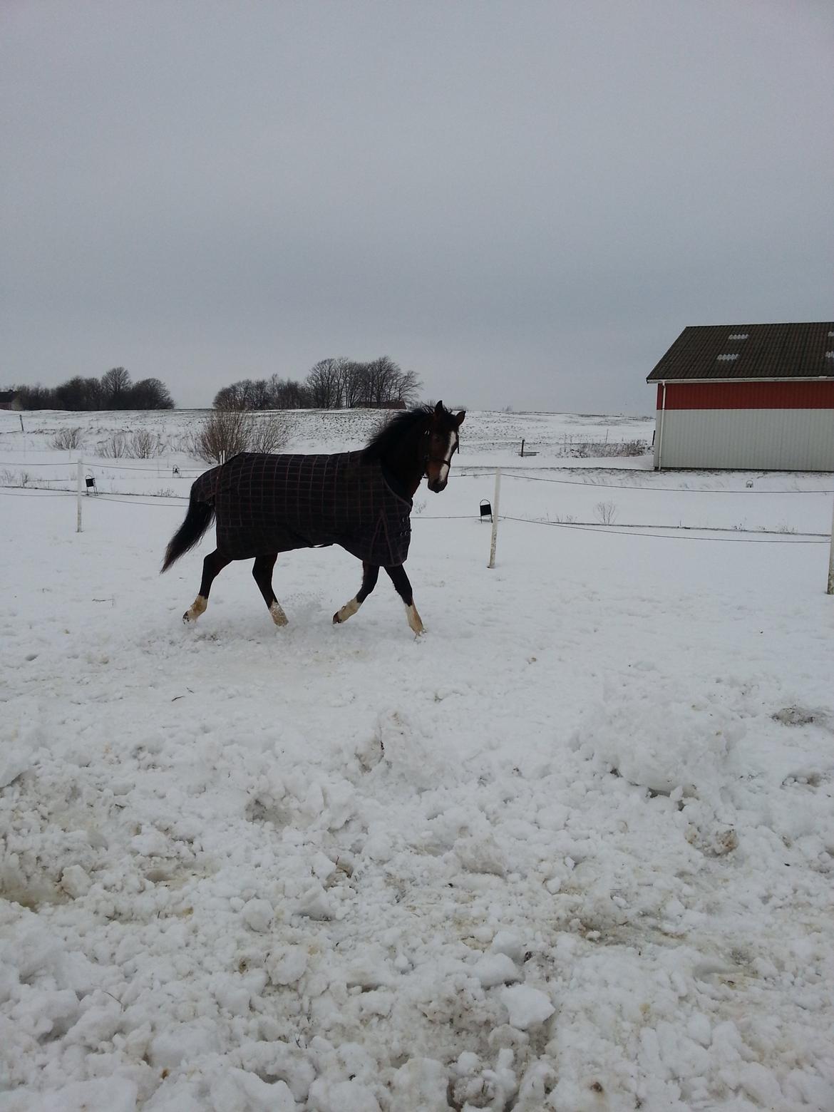 Dansk Varmblod Equisanas Jolly Jumper billede 2