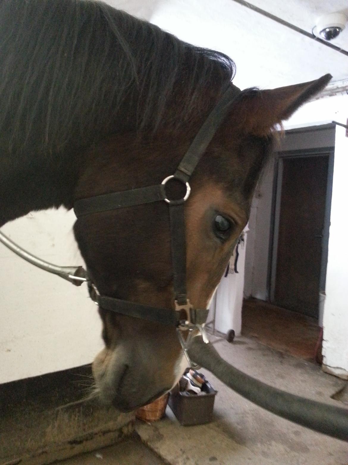 Dansk Varmblod Equisanas Jolly Jumper billede 8