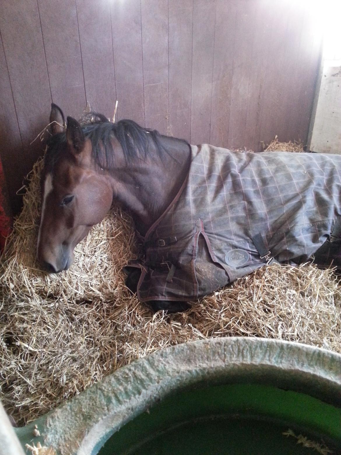 Dansk Varmblod Equisanas Jolly Jumper billede 9