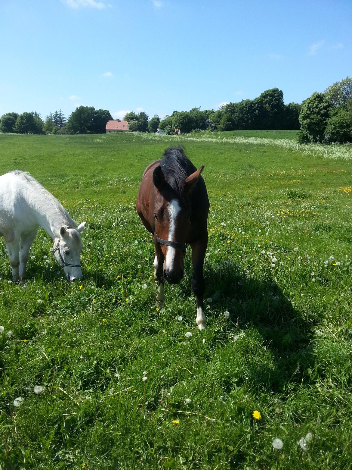 Dansk Varmblod Equisanas Jolly Jumper - ude på sommergræs, det er dejligt:-) billede 10