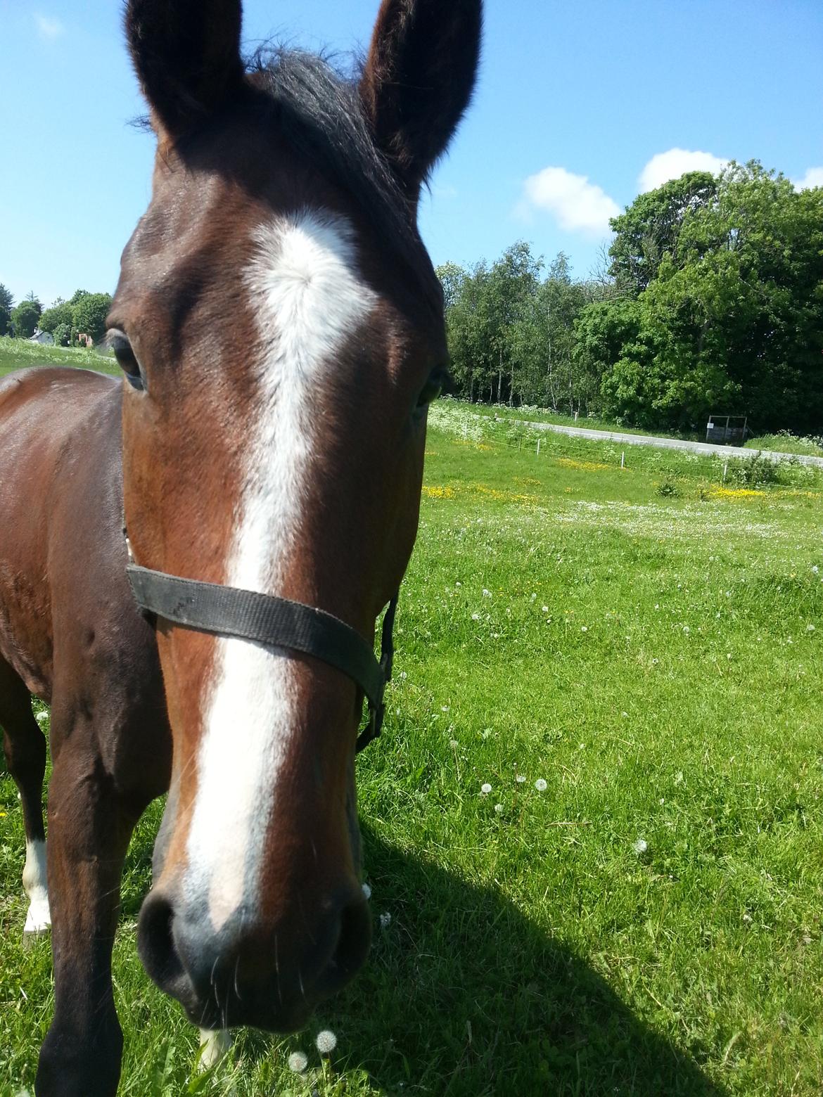 Dansk Varmblod Equisanas Jolly Jumper billede 11