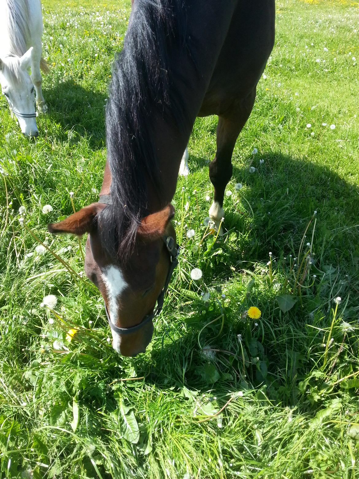 Dansk Varmblod Equisanas Jolly Jumper billede 1