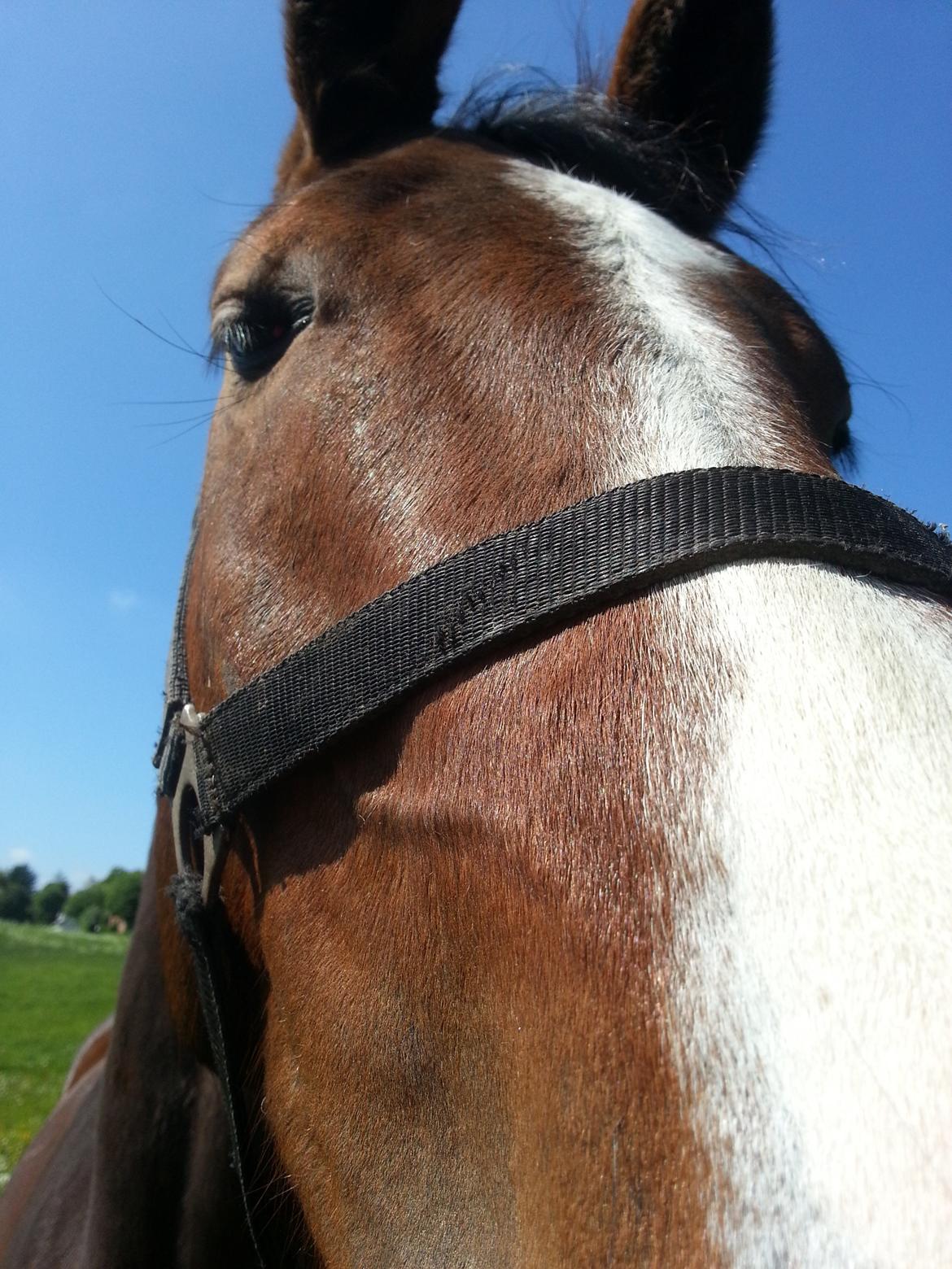 Dansk Varmblod Equisanas Jolly Jumper billede 12