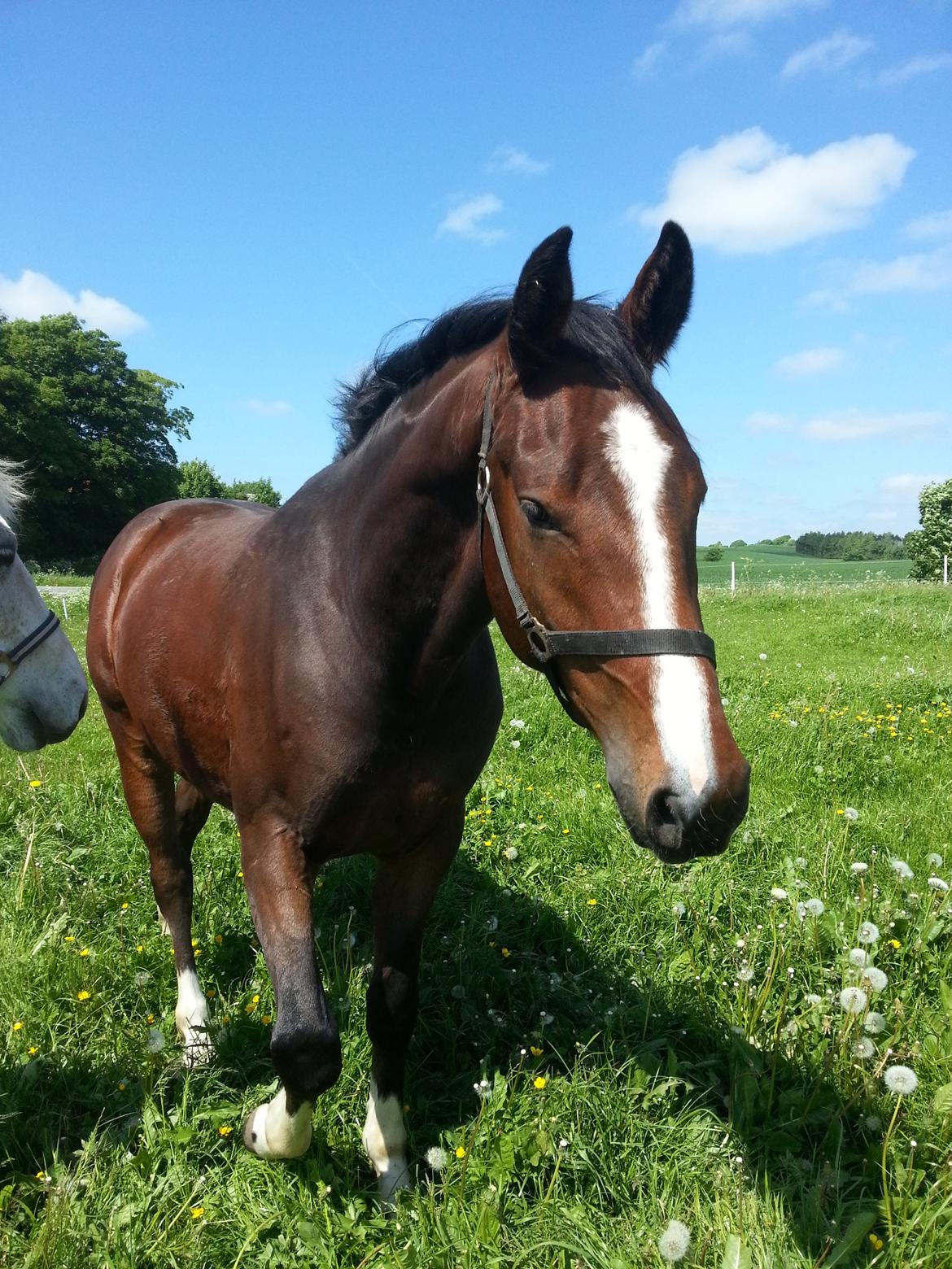 Dansk Varmblod Equisanas Jolly Jumper billede 14