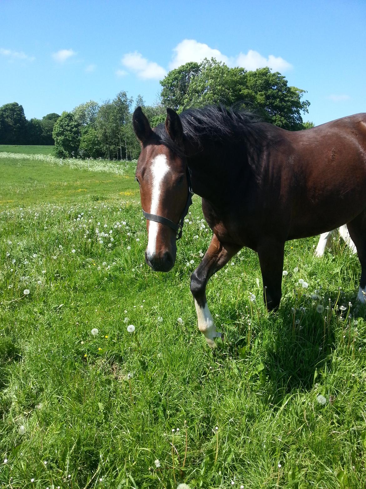 Dansk Varmblod Equisanas Jolly Jumper billede 15