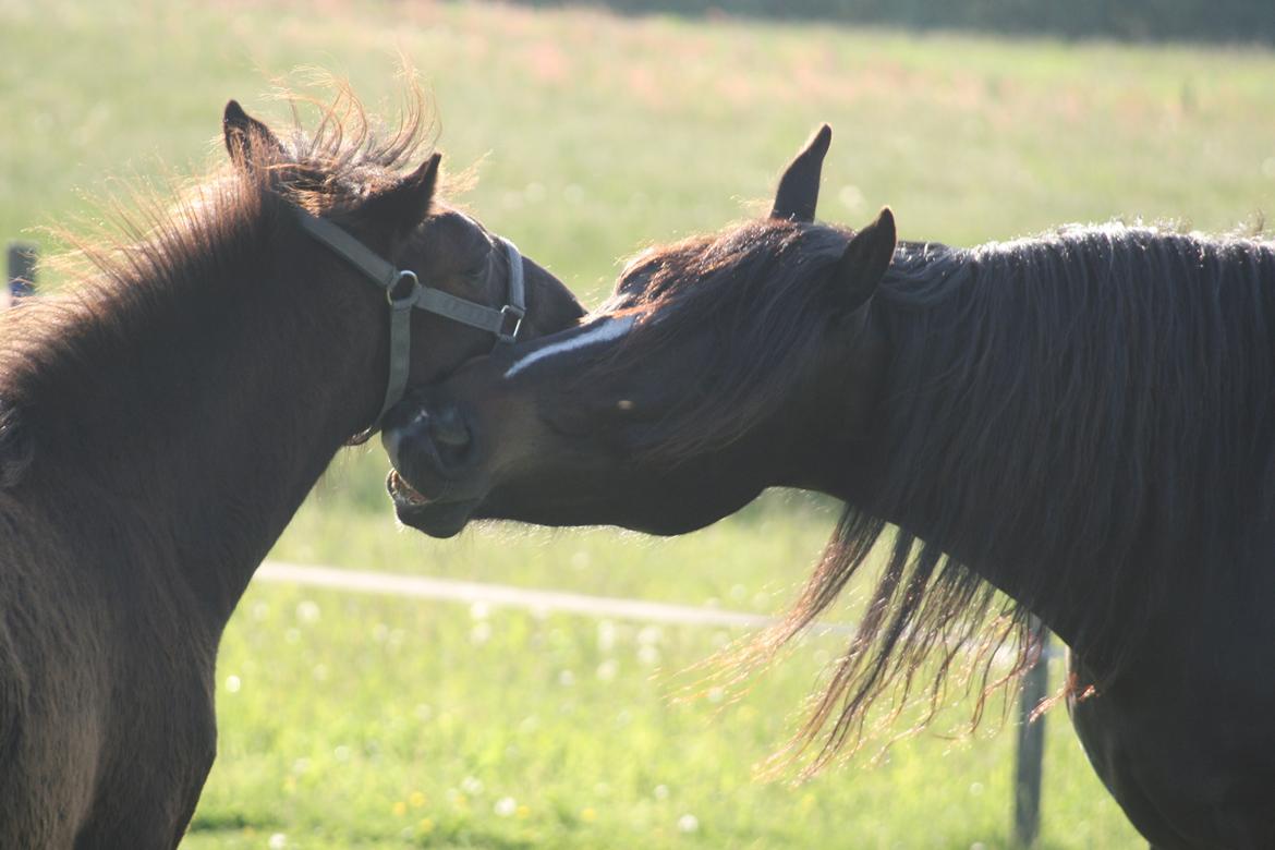 Anden særlig race Lukhas - Sammen med Eragon. 2013 billede 7