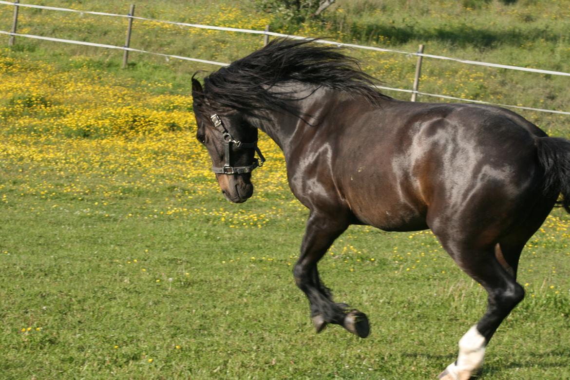 Anden særlig race Lukhas - 2013 billede 1