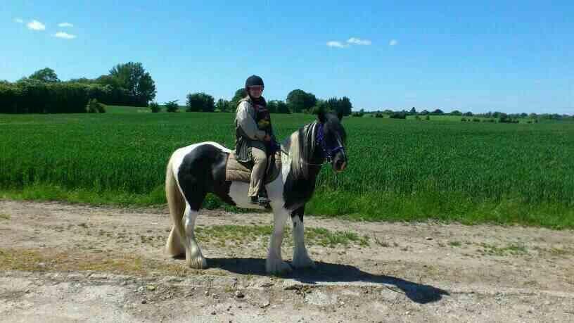 Irish Cob Camilla (Dorit) - Min første tur på hende. billede 4