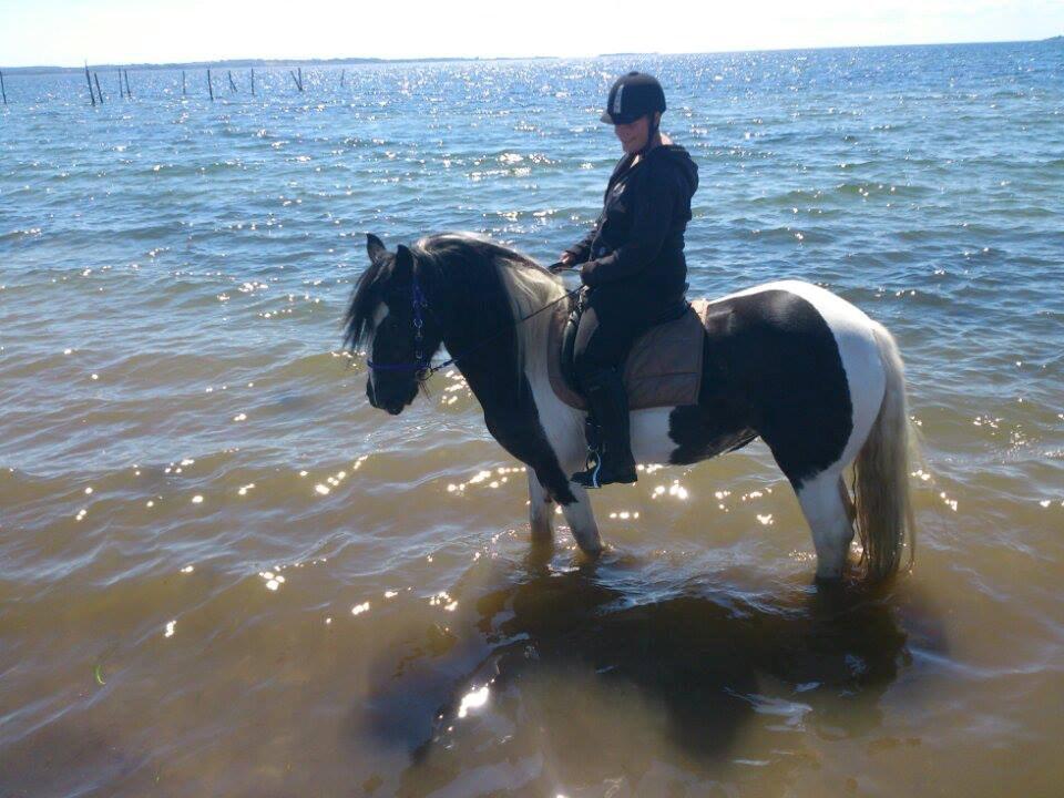 Irish Cob Camilla (Dorit) - Dorit i vandet første gang, med Julia på ryggen. billede 5