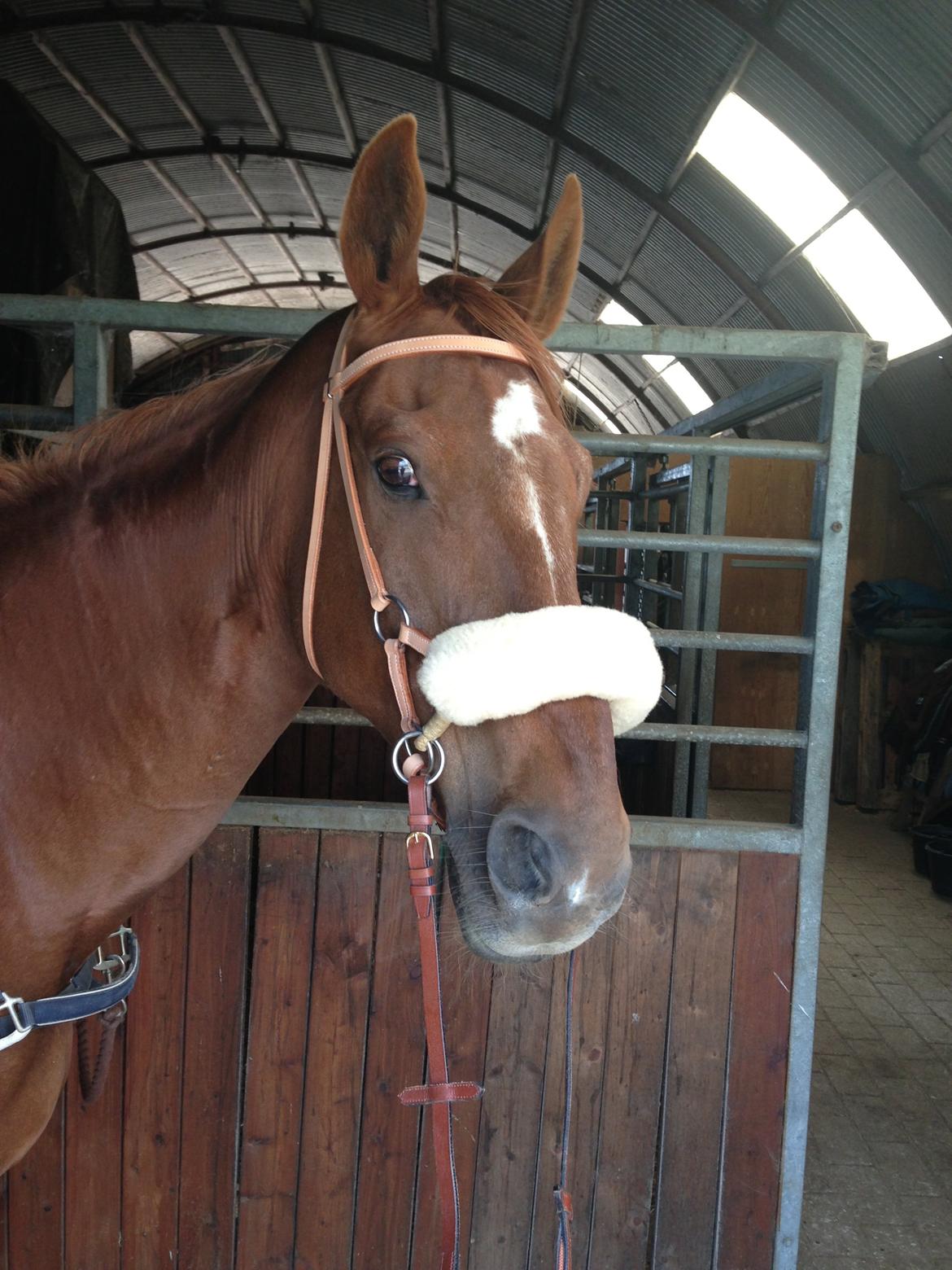 Dansk Varmblod Activ billede 18