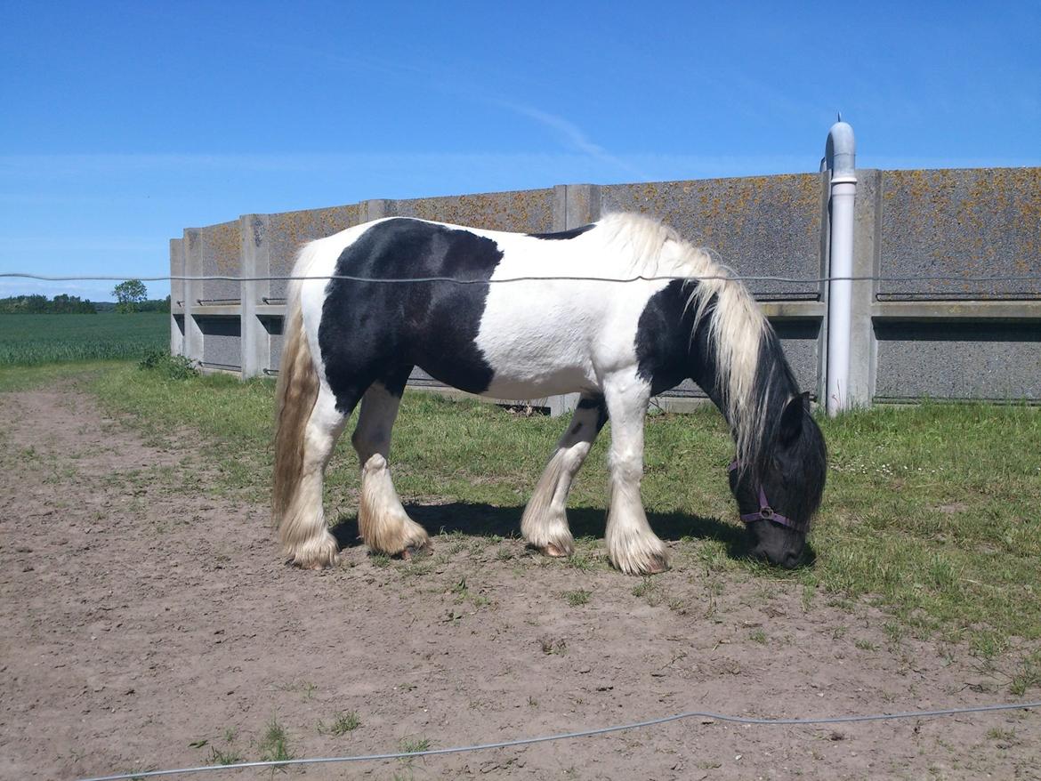 Irish Cob Camilla (Dorit) - På græs. billede 3