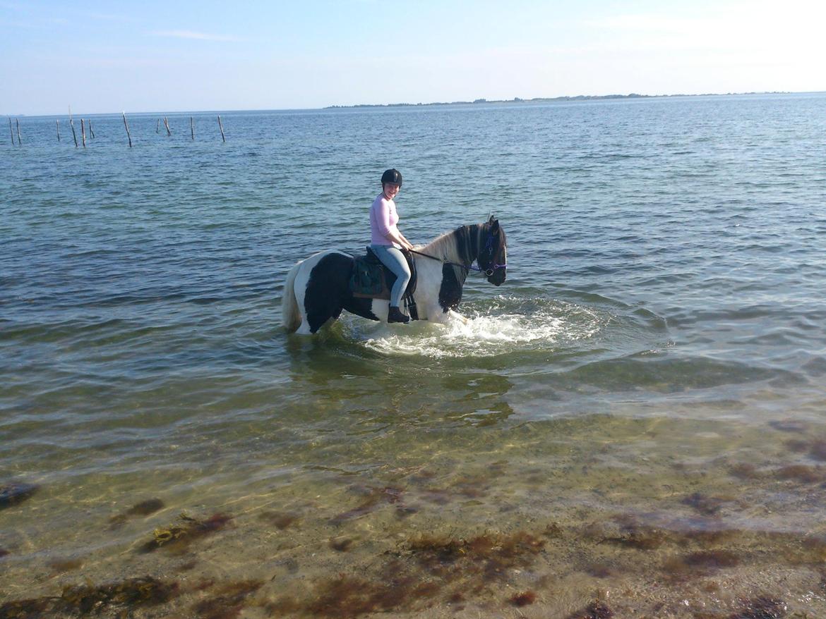 Irish Cob Camilla (Dorit) - June og Dorit i vandet. billede 2