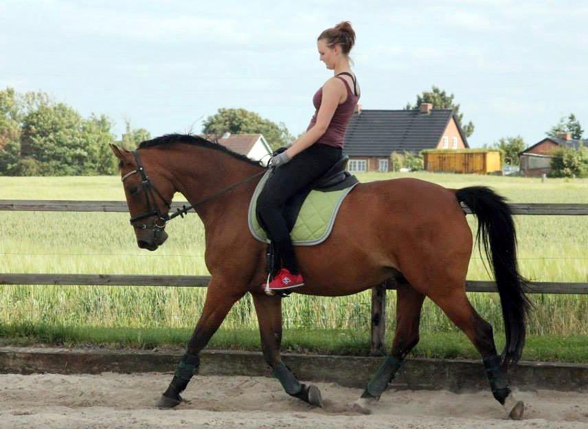 Tysk Varmblod Mac Kenroy - Juli 2013 billede 8