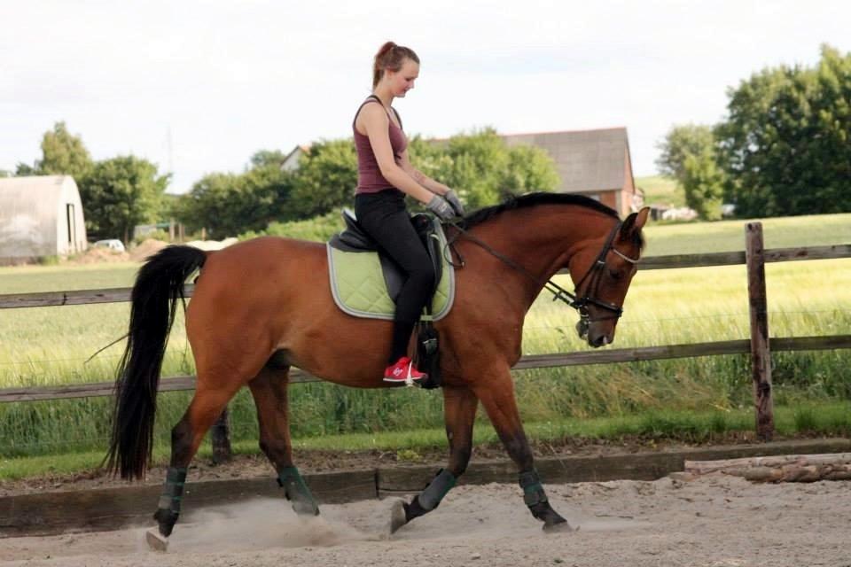 Tysk Varmblod Mac Kenroy - Juli 2013 billede 11