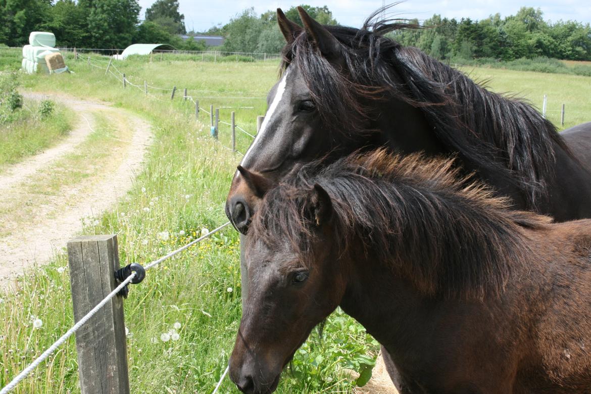 Irish Cob Crossbreed Eragon billede 5