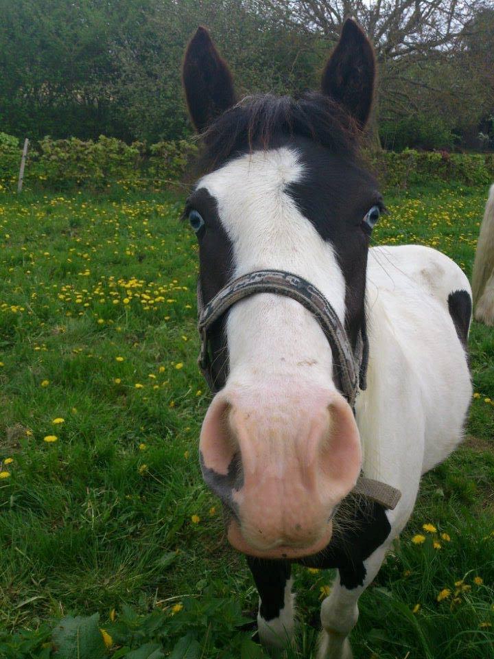 Tinker Skovbakkens Maggi May - Frk. nysgerrig endte op i ugly close up. billede 21