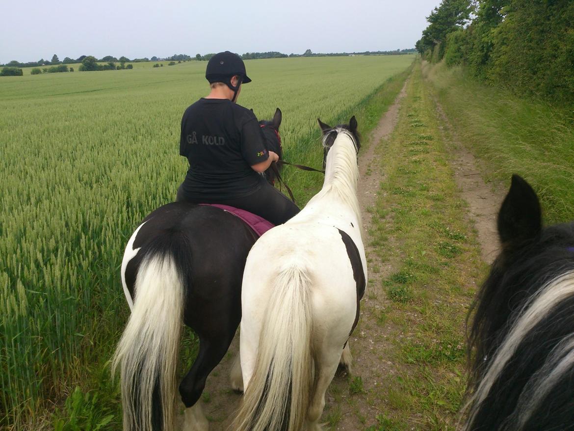 Tinker Skovbakkens Maggi May - På tur med mor som håndhest.  billede 22