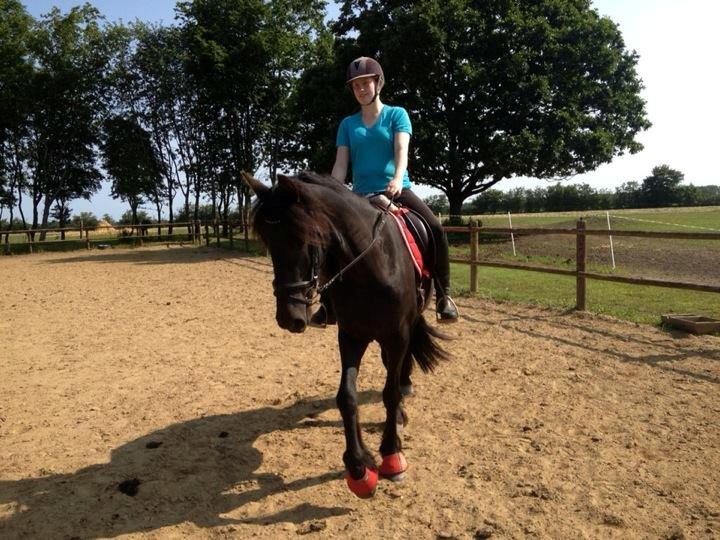 Frieser Hanna - 4 gang med rytter og første gang uden trækker! Stolt af min dejlige kamel! <3 billede 5