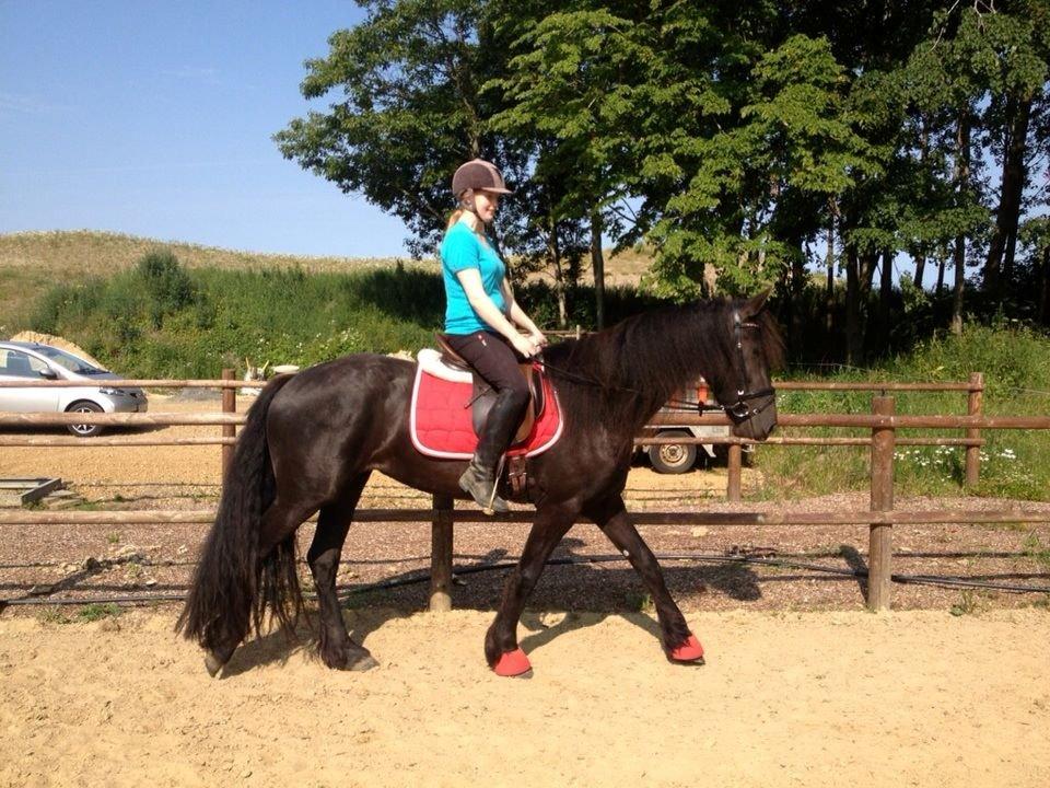 Frieser Hanna - 4 gang med rytter og første gang uden trækker! Stolt af min dejlige kamel! <3 billede 23