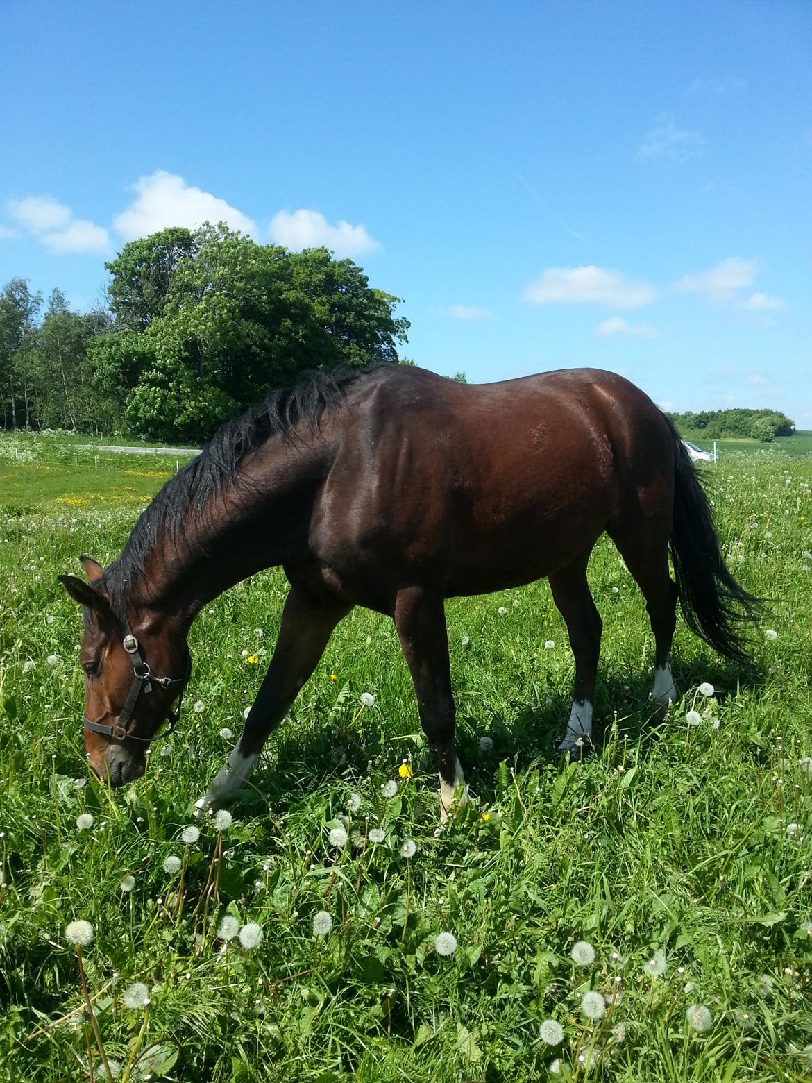 Dansk Varmblod Equisanas Jolly Jumper billede 16