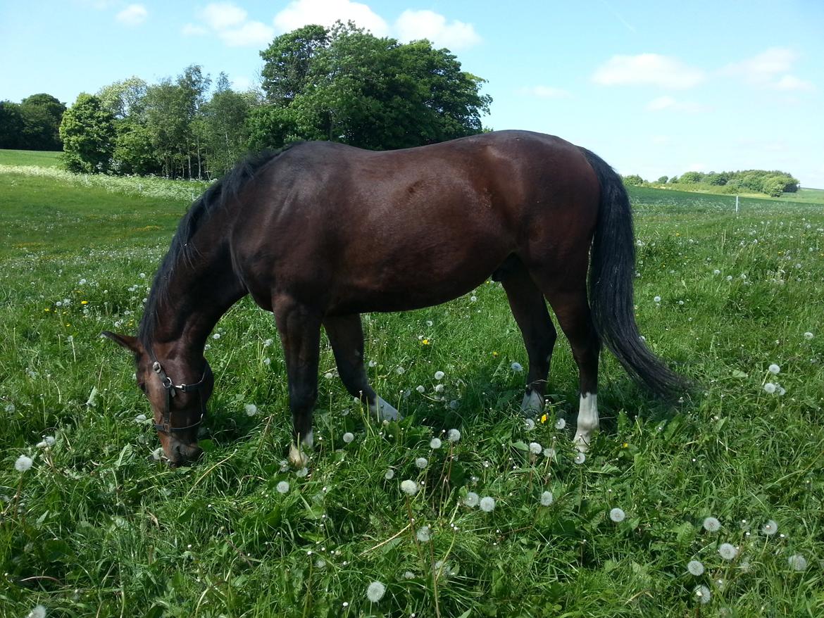 Dansk Varmblod Equisanas Jolly Jumper billede 17