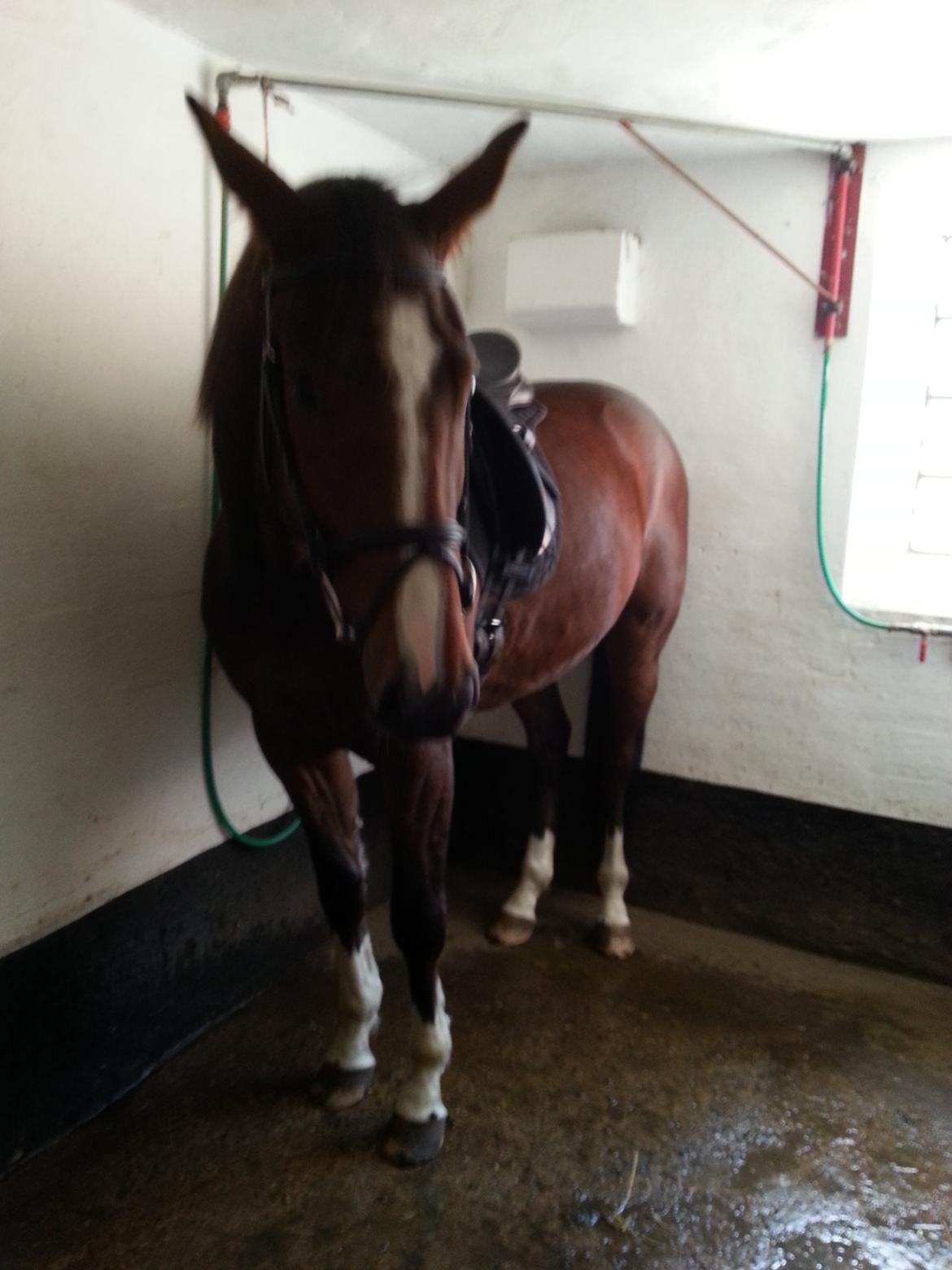 Dansk Varmblod Equisanas Jolly Jumper billede 18