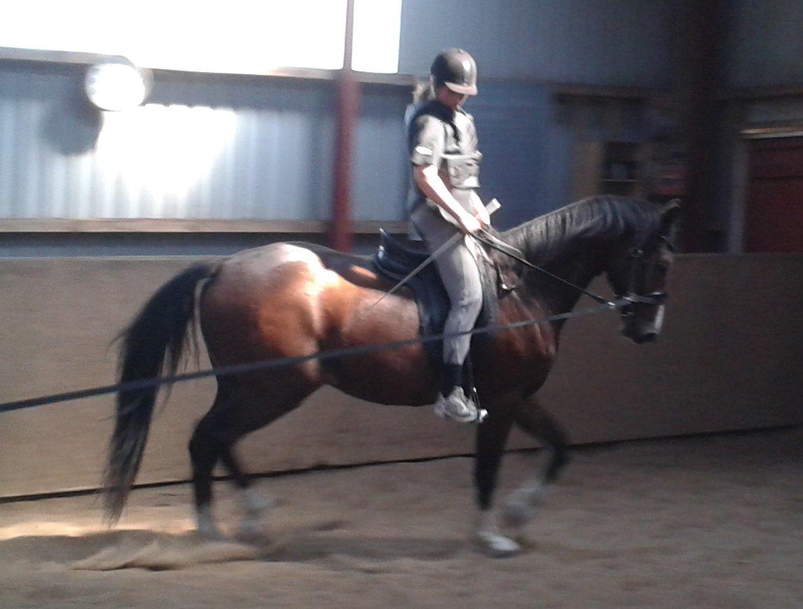 Dansk Varmblod Equisanas Jolly Jumper - 4 gang jeg er ude og ride på ham og det går godt:-D billede 20