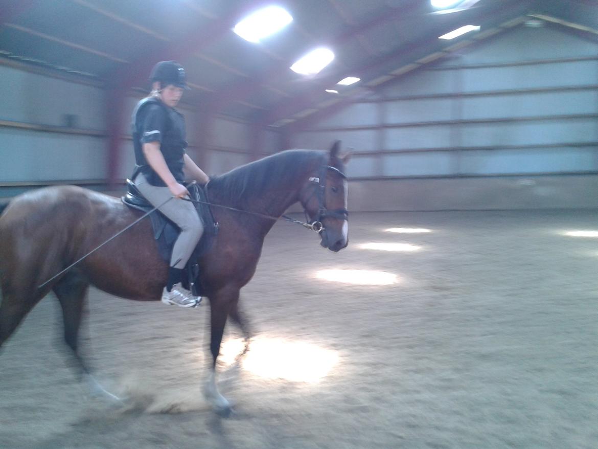 Dansk Varmblod Equisanas Jolly Jumper billede 19