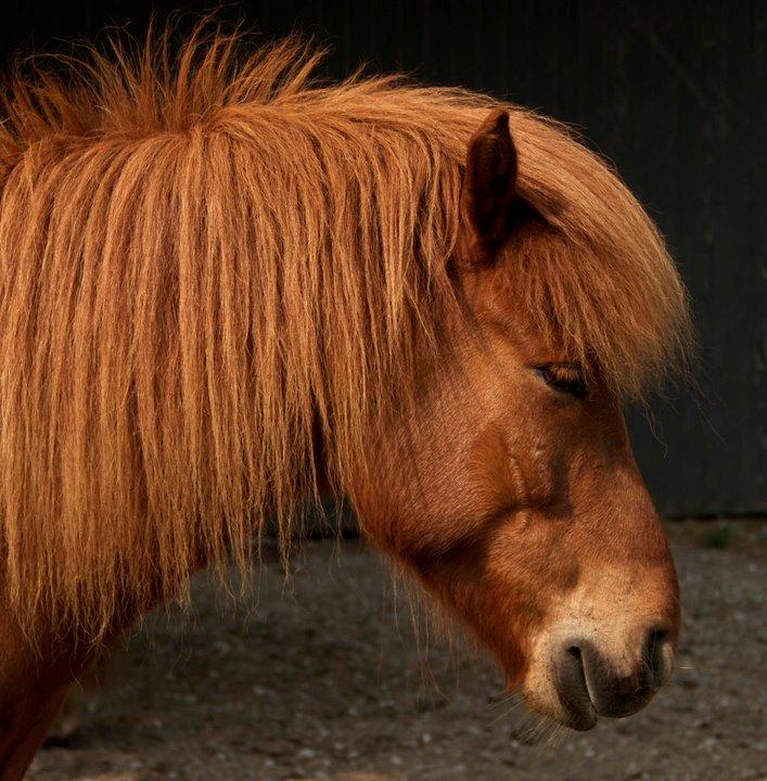 Islænder Kongur Fra Kongemosen billede 13