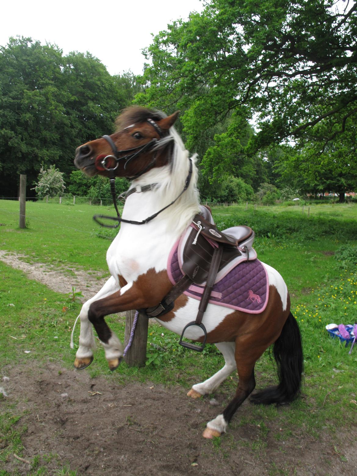 Shetlænder Smilla #Den farlige biavler! xD# billede 6