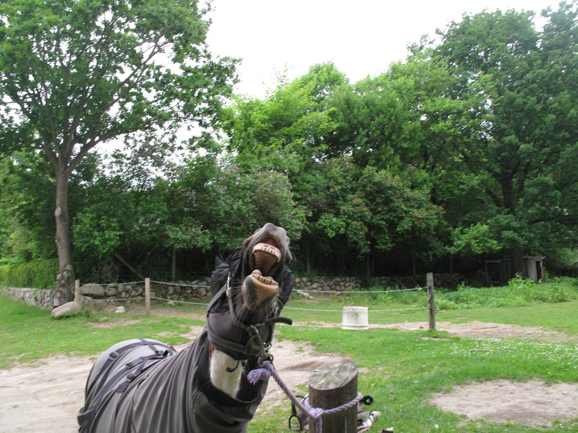 Shetlænder Smilla #Den farlige biavler! xD# - Gab, nu er jeg træt!... billede 4