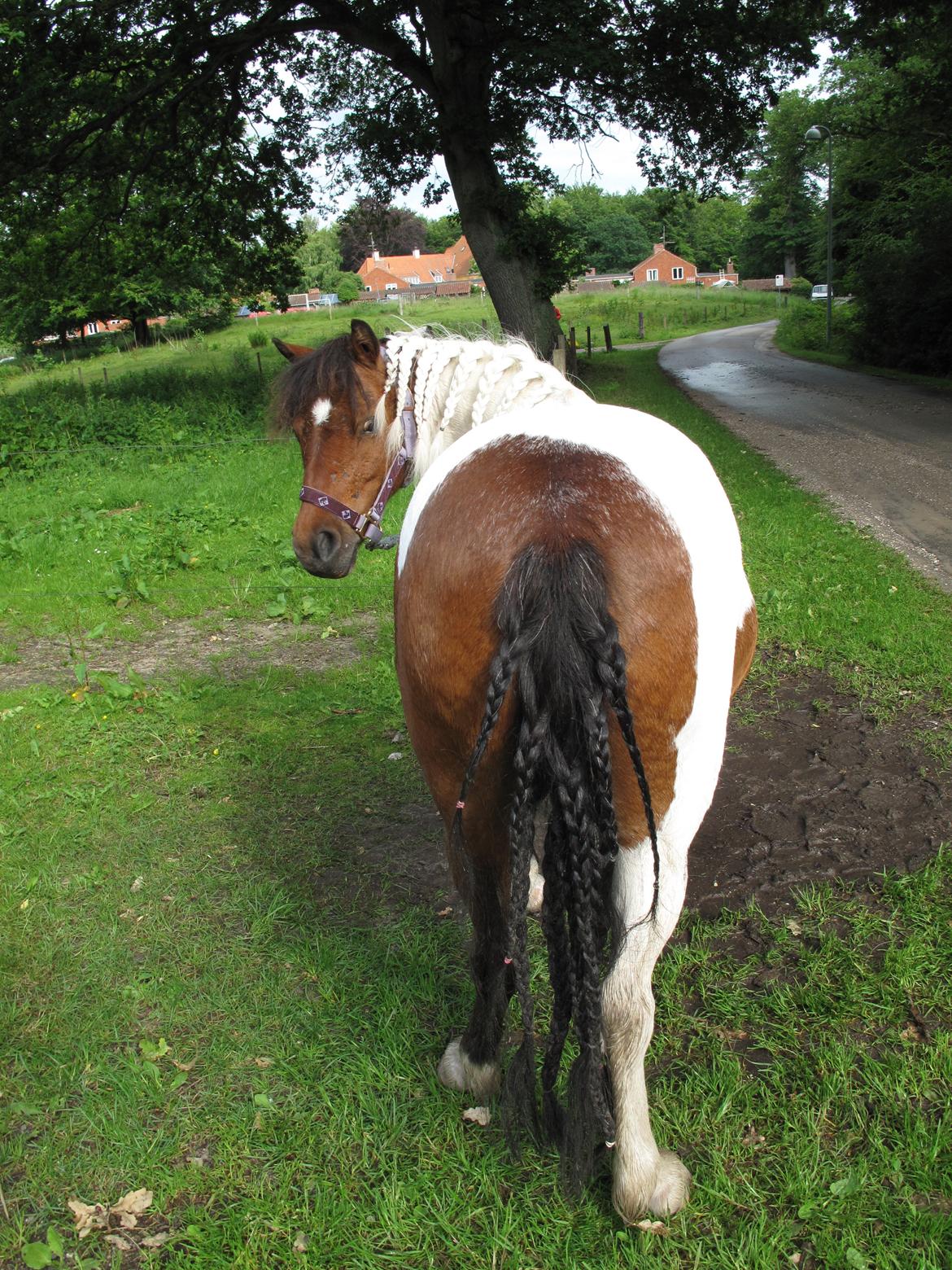 Shetlænder Smilla #Den farlige biavler! xD# - Dagen før et travløb;) Hun skulle ha krøller til løbet, men det regnede så de gik ud:(... xD billede 5