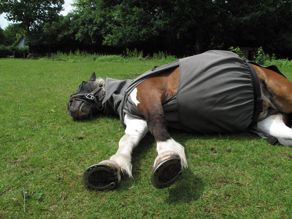 Shetlænder Smilla #Den farlige biavler! xD# - snok snok, nu er jeg træt..;) billede 2