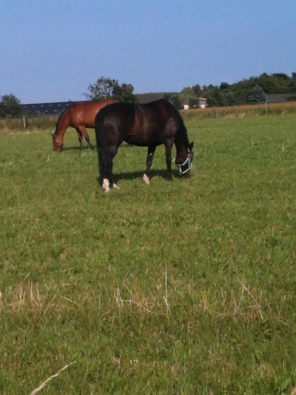 New Forest Chamsiin billede 8