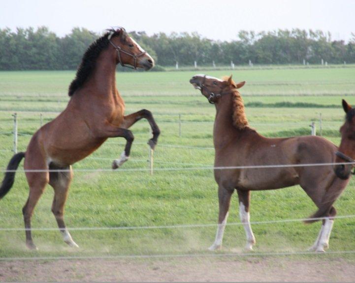 Dansk Varmblod Danheat ´s Le Esprit billede 9