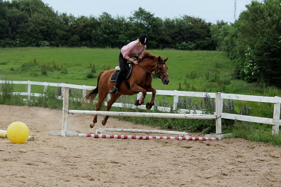 Welsh Partbred (Sec F) Waardhoeve's Ilona *Maggie* billede 17