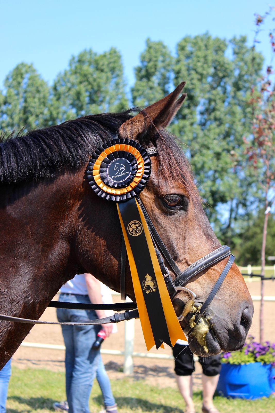 Anden særlig race Pondus - D4 Horseshow 2013, Bronce Tour Finale, 4 plads  billede 4