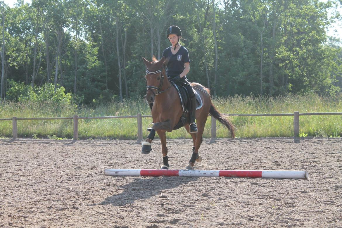 Tysk Sportspony Cascadura B-pony - Lidt sjov! Hos Vibsen!♥♥ billede 9