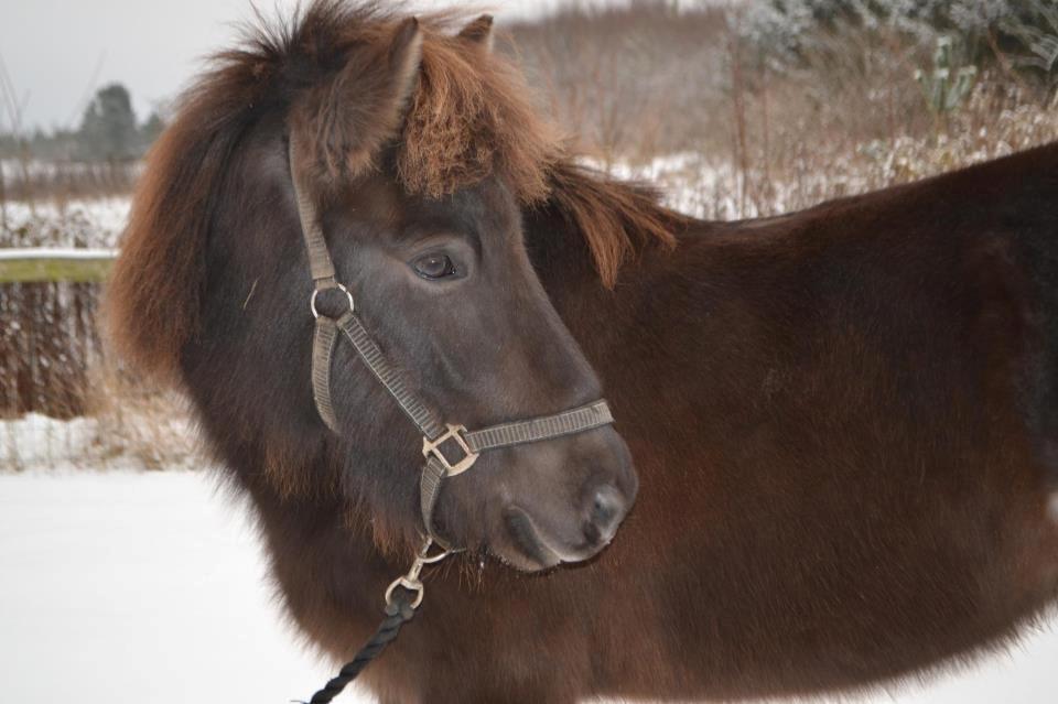 Islænder Björk fra Barmer Mølle billede 4