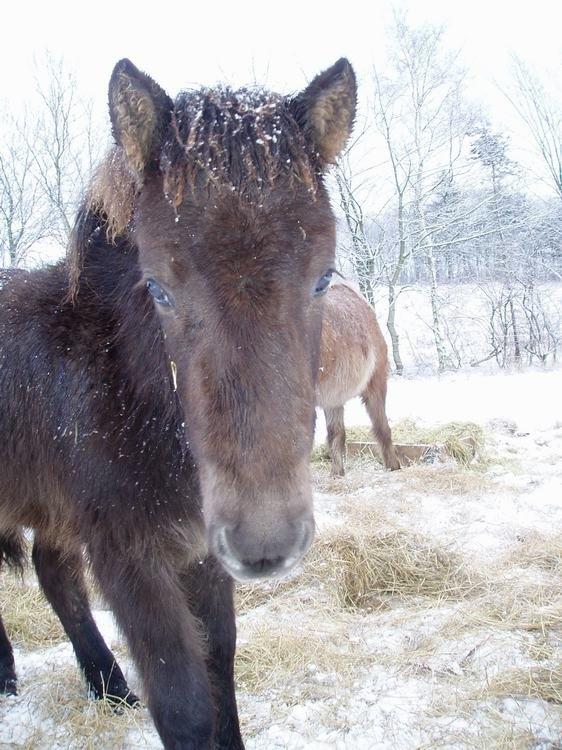Islænder Björk fra Barmer Mølle billede 5