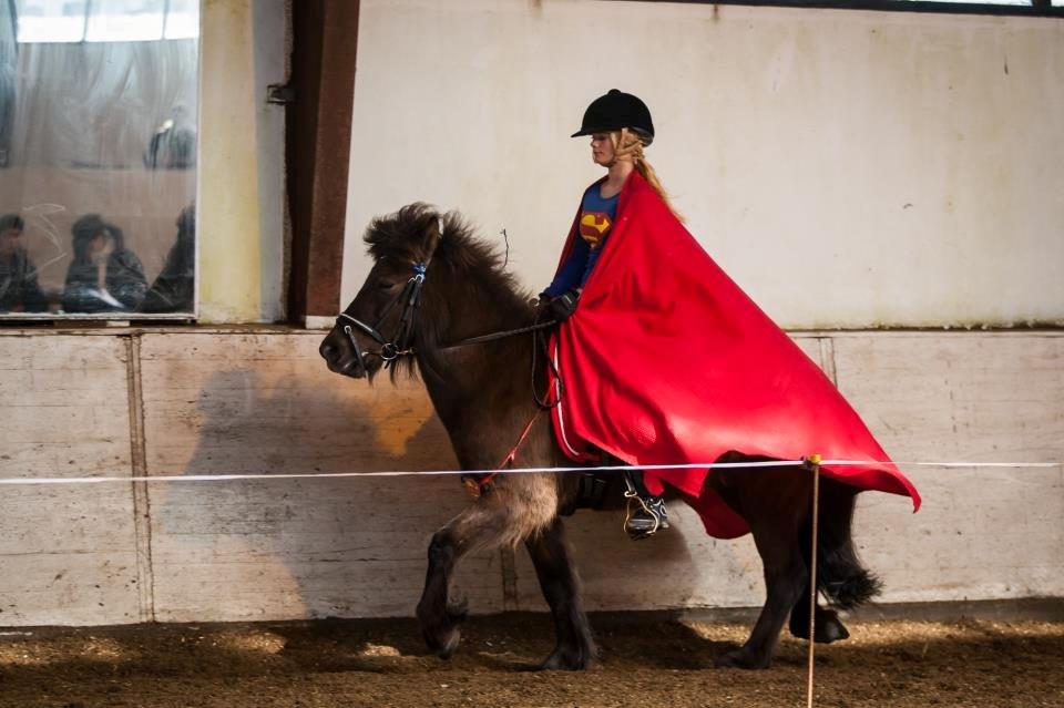Islænder Björk fra Barmer Mølle billede 6