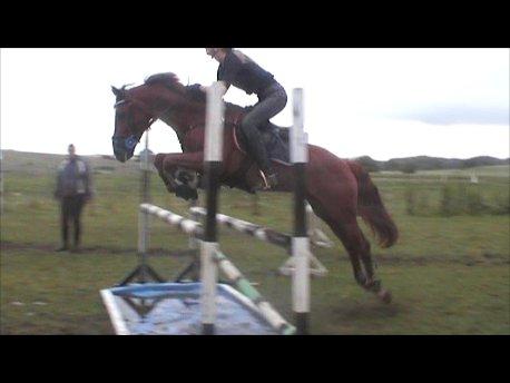 Tysk Sportspony DayDream 38 billede 6