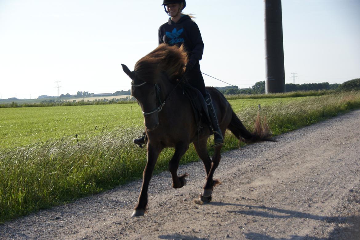 Islænder Björk fra Barmer Mølle billede 1