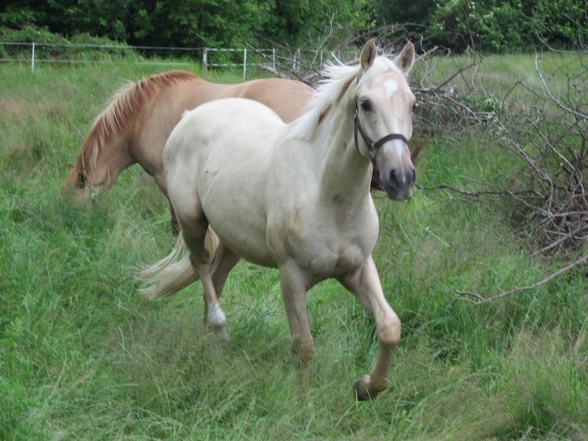 Palomino Rahbæks Noble Cortino R.I.P billede 3