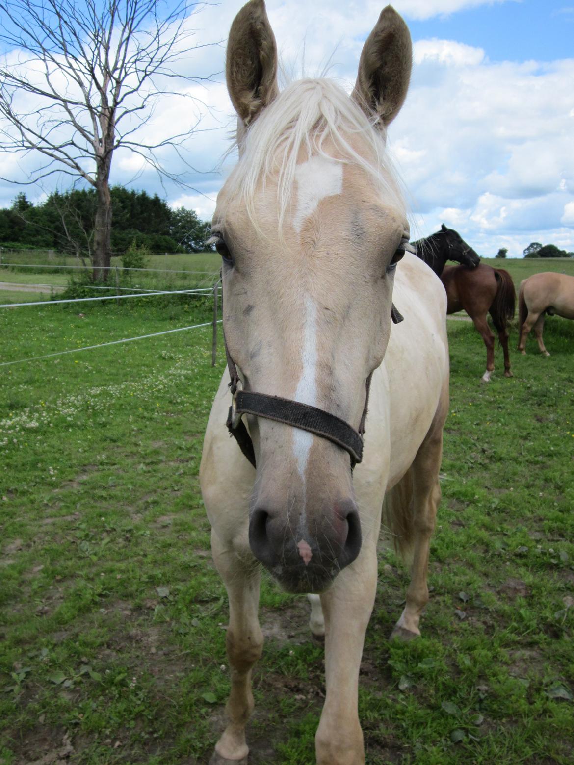 Palomino Rahbæks Noble Cortino R.I.P billede 7