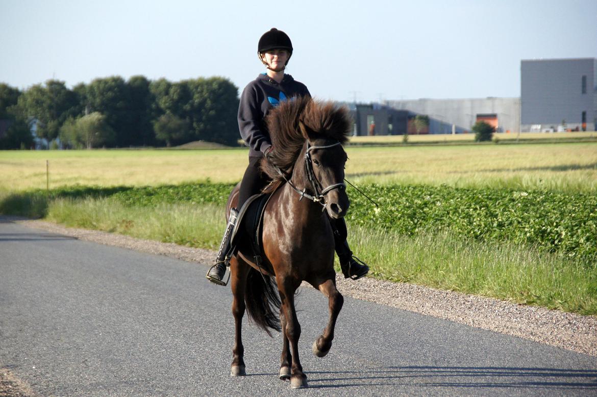 Islænder Björk fra Barmer Mølle billede 3