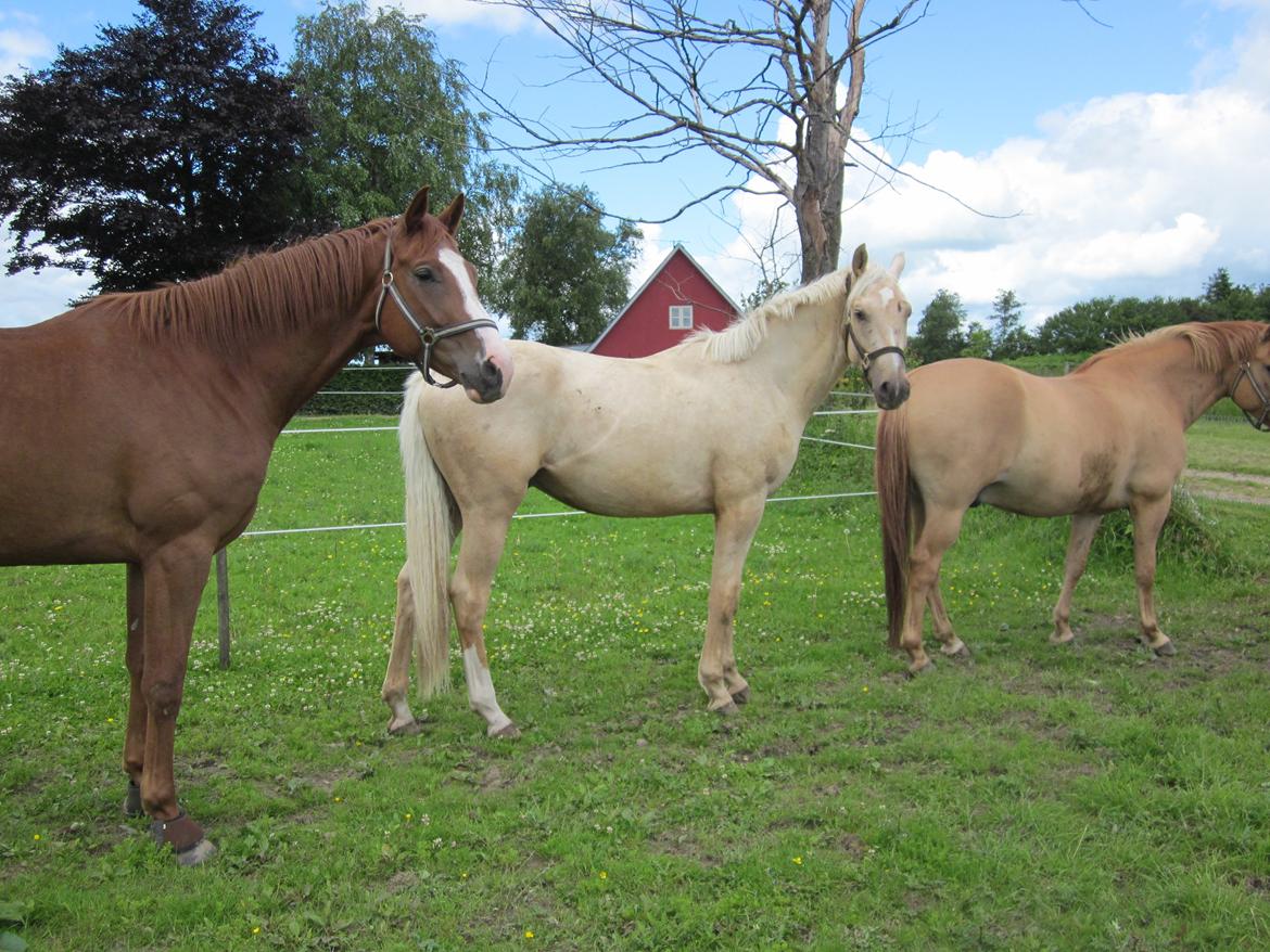 Palomino Rahbæks Noble Cortino R.I.P billede 8