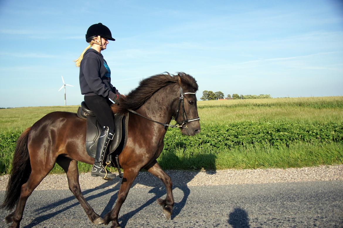 Islænder Björk fra Barmer Mølle billede 8