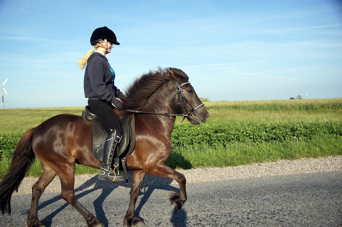 Islænder Björk fra Barmer Mølle billede 7